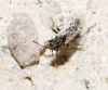 Nysius sp.