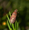 Orsillus depressus