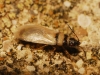 Oxycarenus pallens