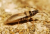 Oxycarenus pallens