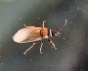 Oxycarenus pallens