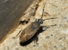 Peritrechus sp.