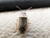 Platyplax inermis