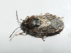 Platyplax inermis