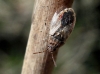 Platyplax inermis