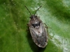 Platyplax inermis