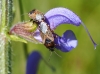 Platyplax salviae