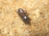 Plinthisus sp.