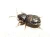 Plinthisus sp.