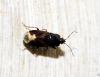 Plinthisus brevipennis