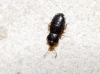 Plinthisus sp.