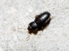 Plinthisus sp.
