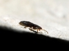 Plinthisus sp.