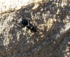 Pterotmetus cf. dimidiatus