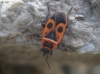 Pyrrhocoris apterus