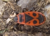 Pyrrhocoris apterus