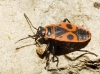 Pyrrhocoris apterus