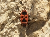 Pyrrhocoris apterus