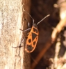 Pyrrhocoris apterus