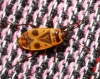 Pyrrhocoris apterus