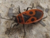 Pyrrhocoris apterus