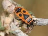 Pyrrhocoris apterus