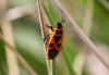Pyrrhocoris apterus