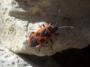 Pyrrhocoris apterus