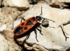Pyrrhocoris apterus