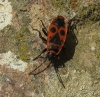 Pyrrhocoris apterus