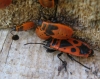 Pyrrhocoris apterus