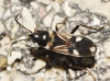 Raglius alboacuminatus Raglius alboacuminatus