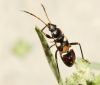 Raglius alboacuminatus Raglius alboacuminatus