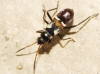 Raglius alboacuminatus Raglius alboacuminatus