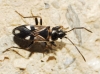 Raglius alboacuminatus Raglius alboacuminatus
