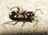 Raglius alboacuminatus Raglius alboacuminatus