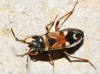 Raglius alboacuminatus Raglius alboacuminatus