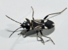 Raglius alboacuminatus Raglius alboacuminatus