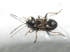Raglius alboacuminatus Raglius alboacuminatus