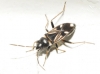 Raglius alboacuminatus