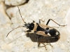 Raglius confusus