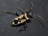 Raglius confusus