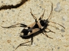 Raglius confusus