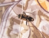 Raglius confusus