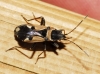 Raglius confusus