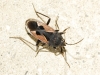 Rhyparochromus phoeniceus