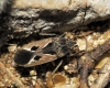 Rhyparochromus pini