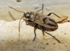 Rhyparochromus pini