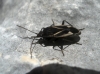 Rhyparochromus ibericus