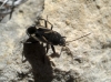 Rhyparochromus ibericus